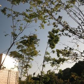 雑木の庭のその後 雑木の庭のその後
