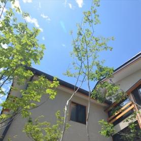 雑木に囲まれた建物 雑木に囲まれた建物