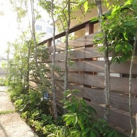 ウドフェンス前の雑木 ウドフェンス前の雑木