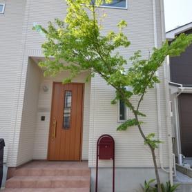 シマトネリコをイロハモミジに植え替え シマトネリコをイロハモミジに植え替え