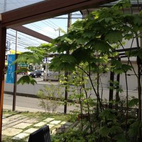 庇のかわりにココマ 庇のかわりにココマ