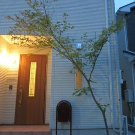 玄関脇の木 玄関脇の木