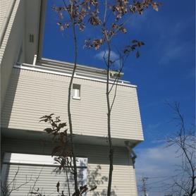 木陰をつくるコナラ 木陰をつくるコナラ