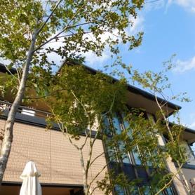 コナラで木陰つくり コナラで木陰つくり