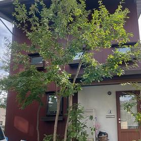 玄関前の雑木 玄関前の雑木