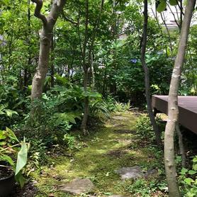 苔庭になった。 苔庭になった。