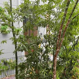 常緑樹で目隠し 常緑樹で目隠し