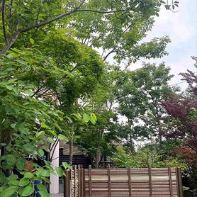 既存樹木と雑木 既存樹木と雑木