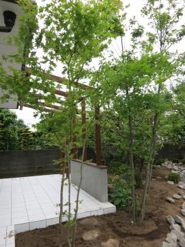 モミジ コナラ アカシデなど 雑木の植込みです 神奈川県厚木市 外構 エクステリア 山採り雑木の庭 景色工房サフラン モリニワ