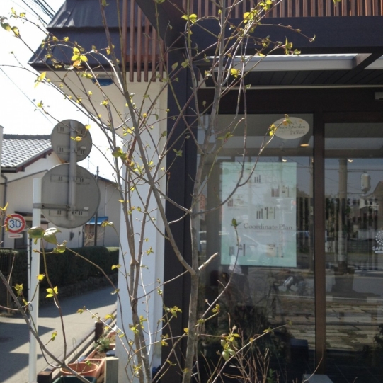 展示場の木々も元気に花芽 葉芽が出てきています 神奈川県厚木市 外構 エクステリア 山採り雑木の庭 景色工房サフラン モリニワ