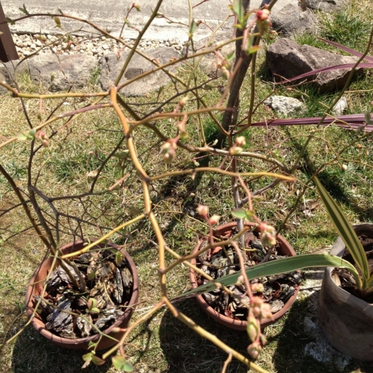展示場の木々も元気に花芽 葉芽が出てきています 神奈川県厚木市 外構 エクステリア 山採り雑木の庭 景色工房サフラン モリニワ