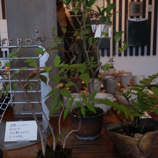 外に放置してた鉢を店内に飾りました 神奈川県厚木市 外構 エクステリア 山採り雑木の庭 景色工房サフラン モリニワ