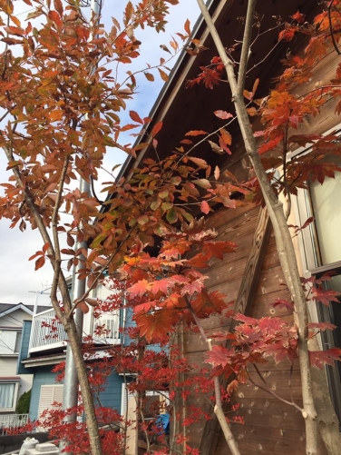 サフランの木々達も紅葉中です 神奈川県厚木市 外構 エクステリア 山採り雑木の庭 景色工房サフラン モリニワ