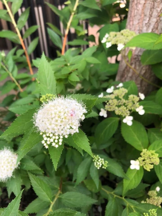 モリニワも白い花が咲き始めています 神奈川県厚木市 外構 エクステリア 山採り雑木の庭 景色工房サフラン モリニワ