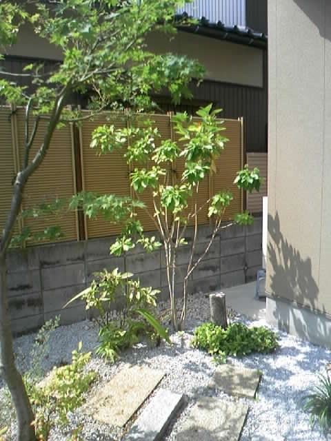カクレミノについて 神奈川県厚木市 外構 エクステリア 山採り雑木の庭 景色工房サフラン モリニワ