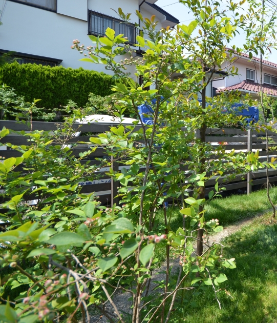 ブルーベリーについて 神奈川県厚木市 外構 エクステリア 山採り雑木の庭 景色工房サフラン モリニワ