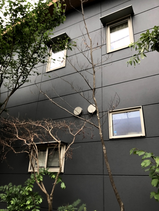 テッポウムシ被害である日突然木が枯れる 神奈川県厚木市 外構 エクステリア 山採り雑木の庭 景色工房サフラン モリニワ