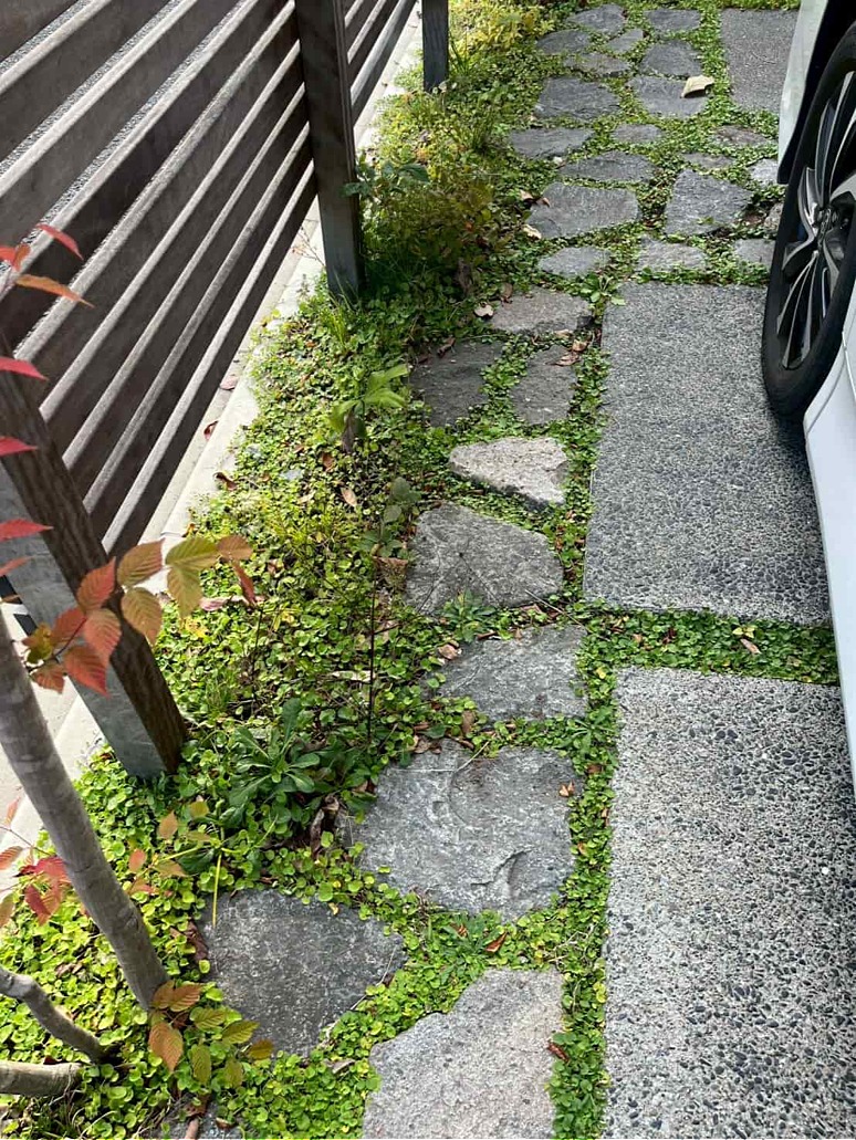 下草類とグランドカバー 下草類とグランドカバー