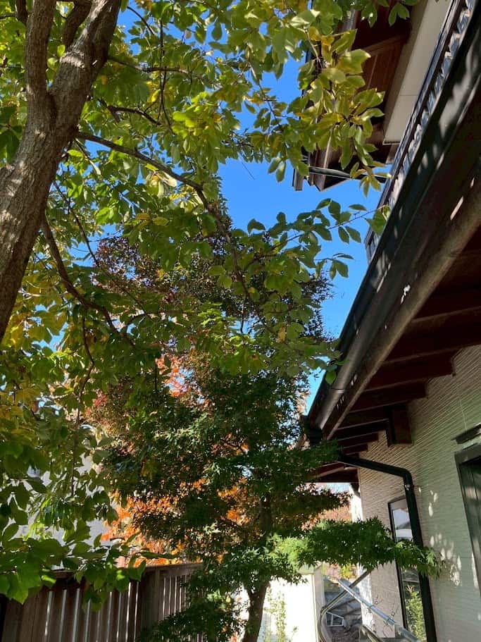 木陰・木漏れ日 木陰・木漏れ日