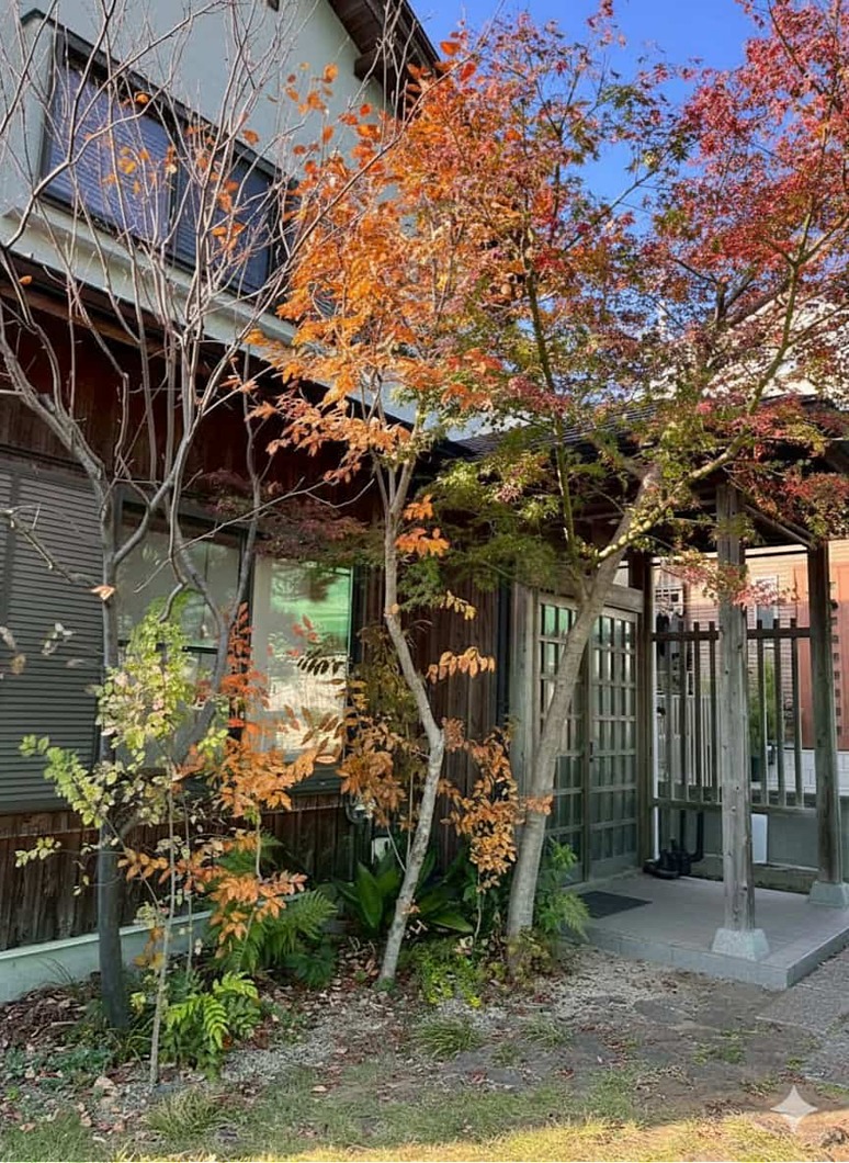 玄関前のモリニワ 玄関前のモリニワ